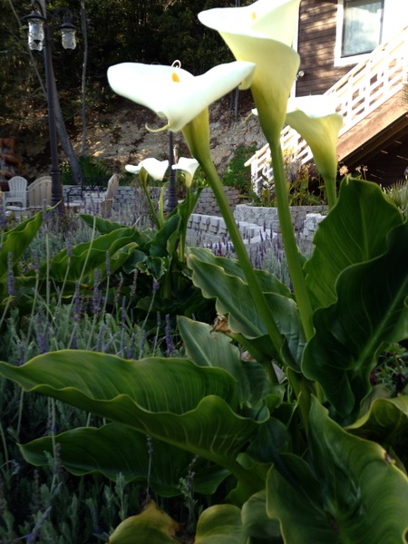 Cypress Queen and Twin Photo 15